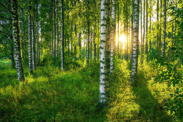 Atardecer en un bosque de abedules